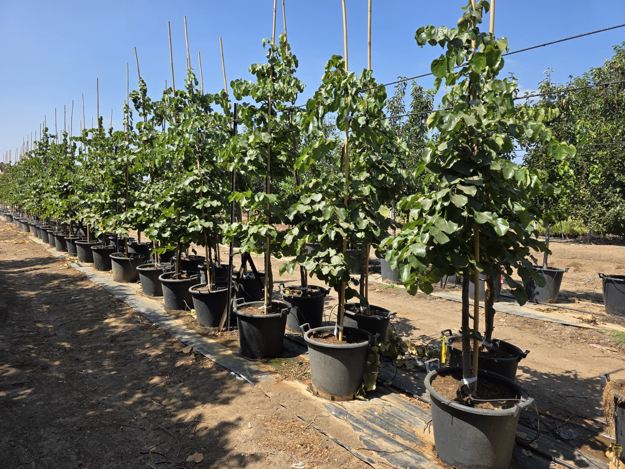 Siyur_Etz-nolad_10.11.25